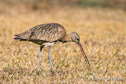 Long-billed Curlew_37288.jpg - Long-billed Curlew (Numenius americanus) Photographed along the Gulf coast near Port Lavaca, Texas, USA.